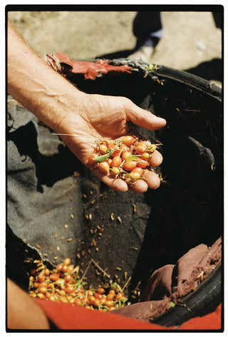 Pure rosehip oil 